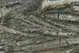 Plate Of Belemnite Fossils - England #131984-1